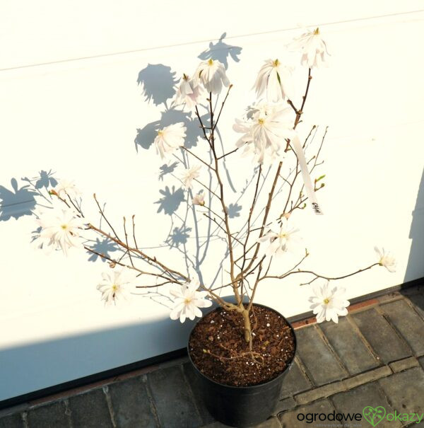 MAGNOLIA GWIAŹDZISTA WATERLILY Magnolia stellata