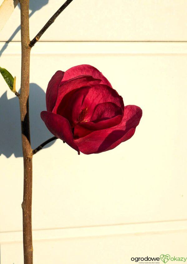 MAGNOLIA BLACK TULIP PBR
