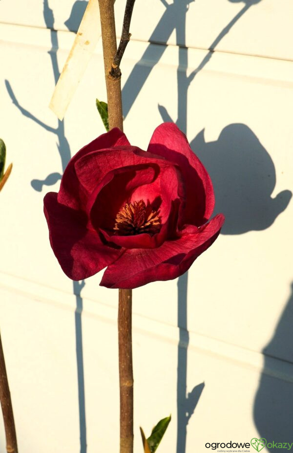 MAGNOLIA BLACK TULIP PBR
