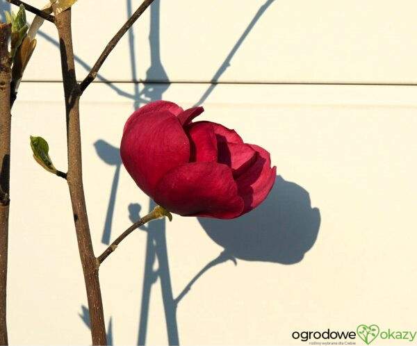 MAGNOLIA BLACK TULIP PBR
