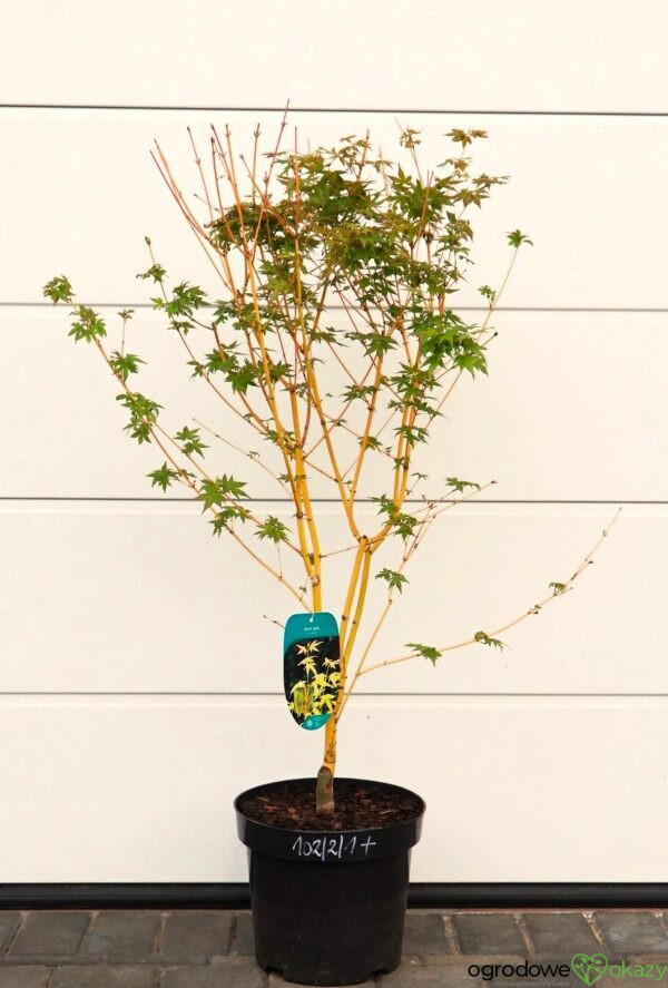 KLON PALMOWY BI-HOO Acer palmatum