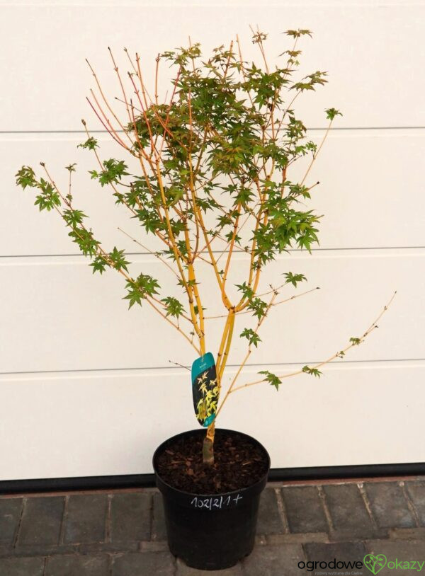 KLON PALMOWY BI-HOO Acer palmatum