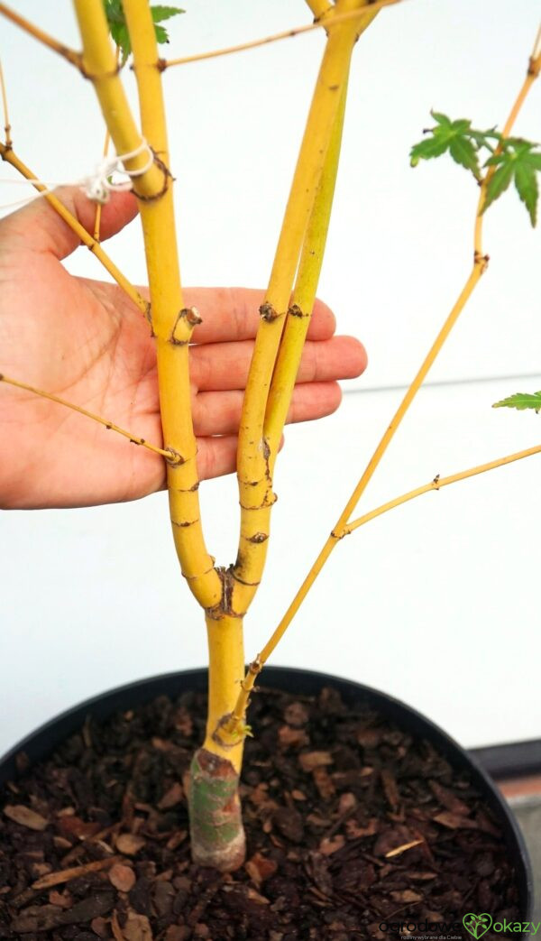 KLON PALMOWY BI-HOO Acer palmatum