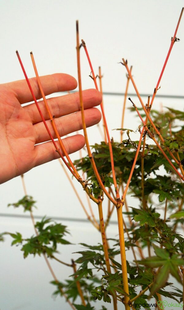 KLON PALMOWY BI-HOO Acer palmatum