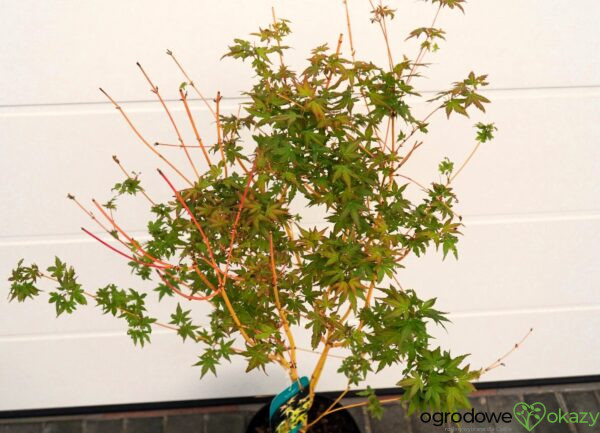 KLON PALMOWY BI-HOO Acer palmatum