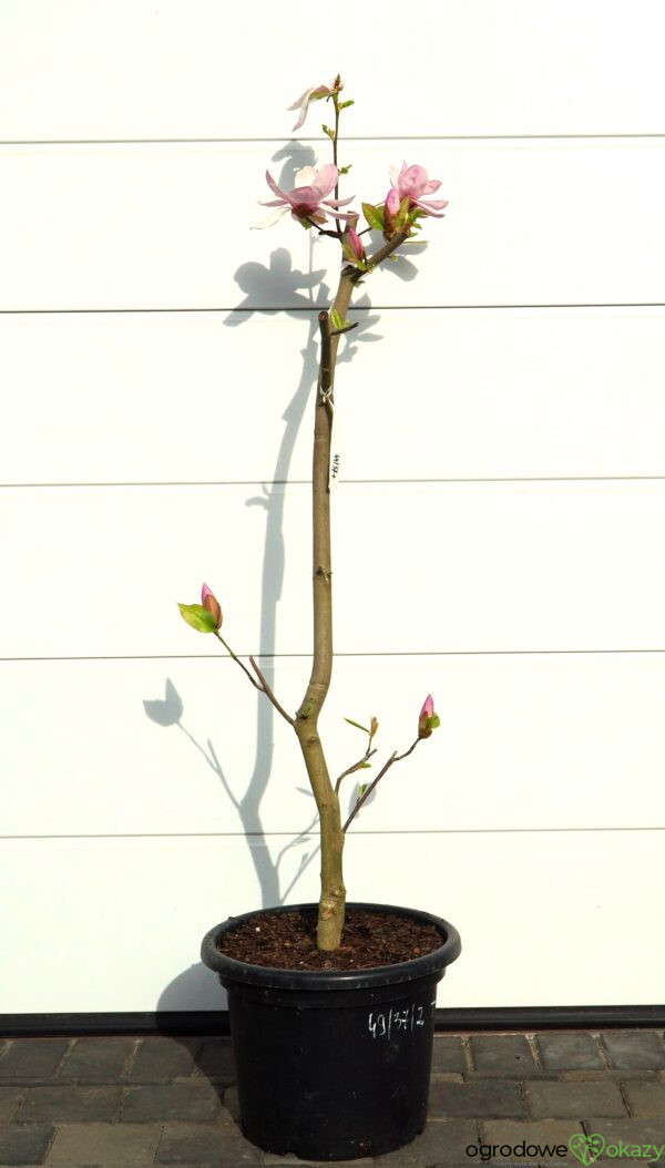 MAGNOLIA ESKIMO Magnolia 'March Eskimo'