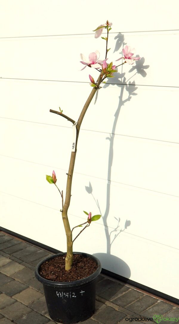 MAGNOLIA ESKIMO Magnolia 'March Eskimo'