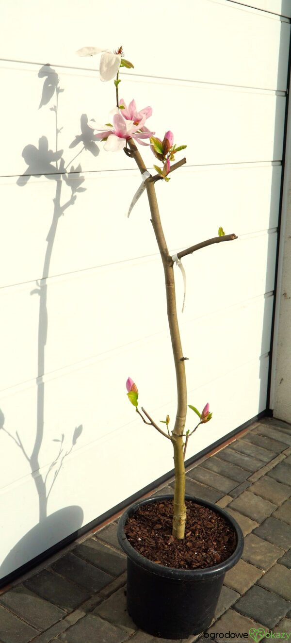 MAGNOLIA ESKIMO Magnolia 'March Eskimo'