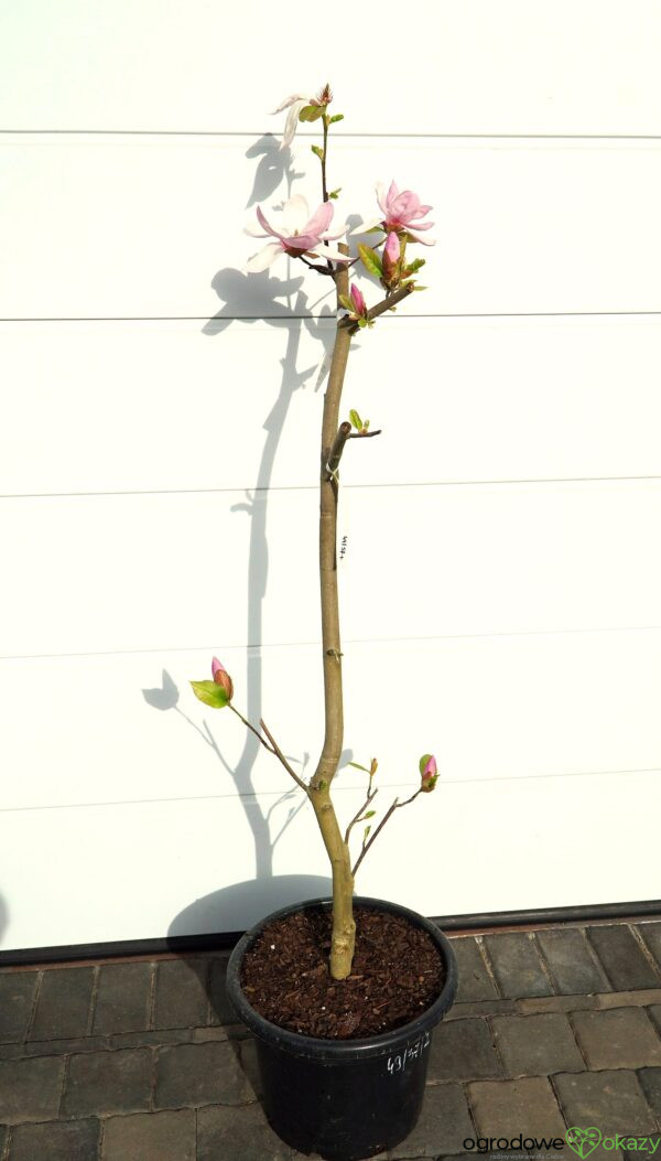 MAGNOLIA ESKIMO Magnolia 'March Eskimo'