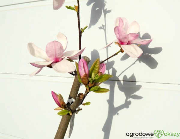 MAGNOLIA ESKIMO Magnolia 'March Eskimo'