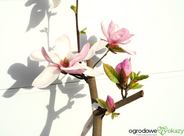 MAGNOLIA ESKIMO Magnolia 'March Eskimo'