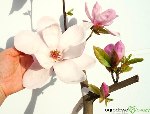 MAGNOLIA ESKIMO Magnolia 'March Eskimo'