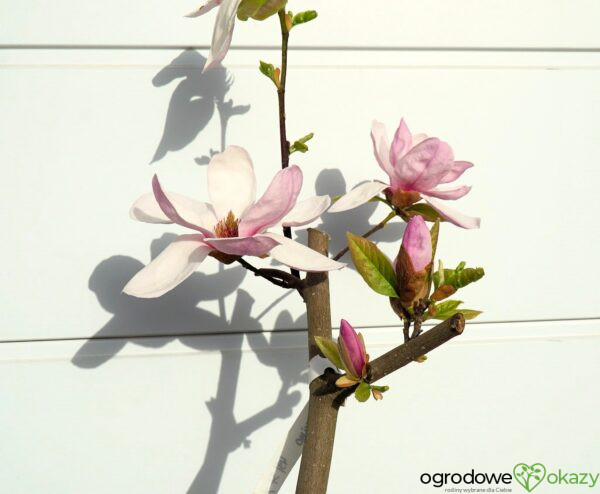 MAGNOLIA ESKIMO Magnolia 'March Eskimo'