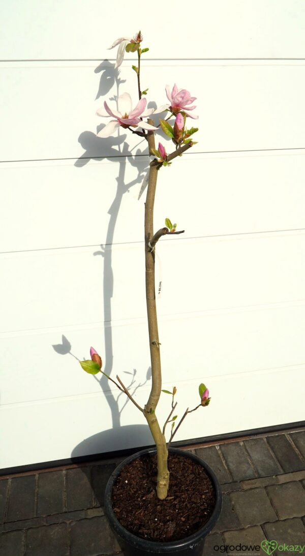 MAGNOLIA ESKIMO Magnolia 'March Eskimo'