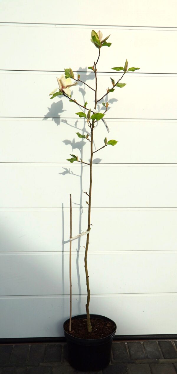 MAGNOLIA AMBROSIA