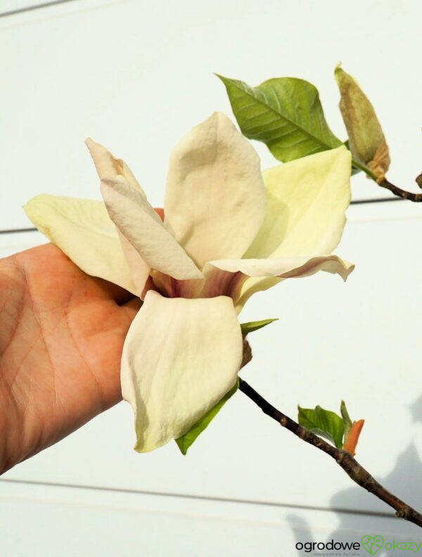 MAGNOLIA AMBROSIA