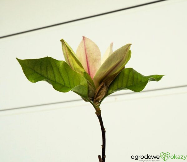 MAGNOLIA AMBROSIA