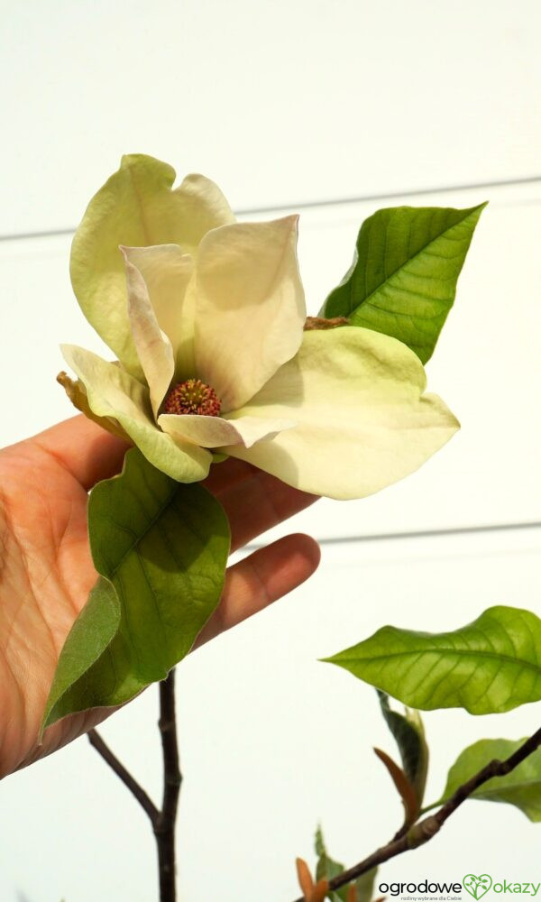 MAGNOLIA AMBROSIA