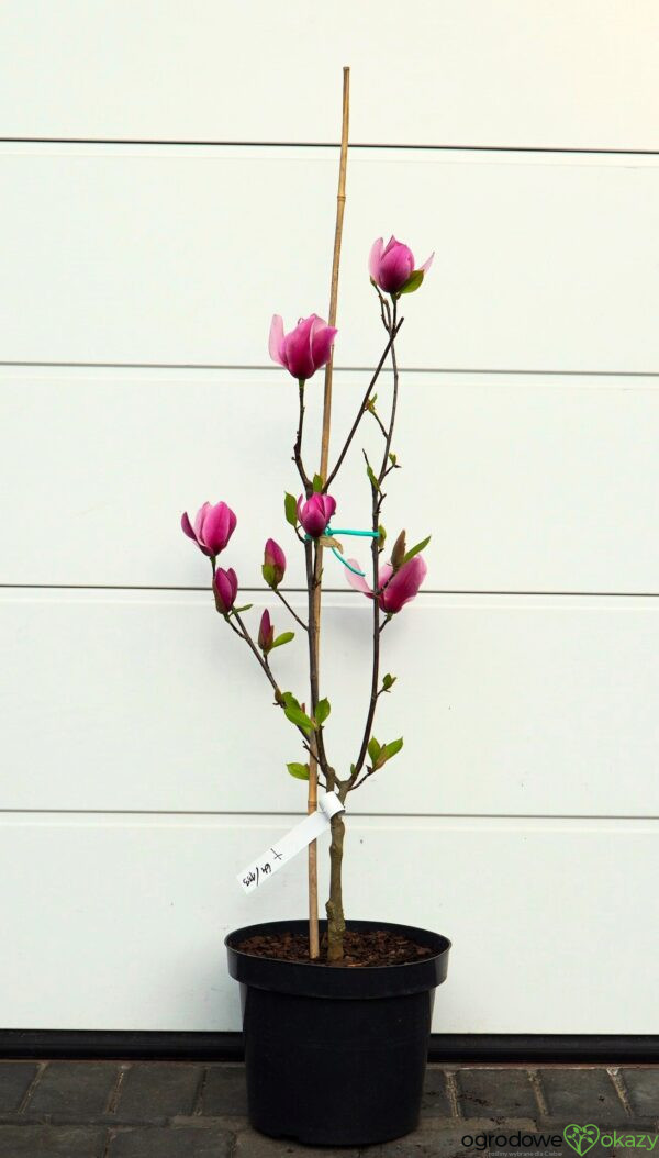 MAGNOLIA AMETHYST FLAME