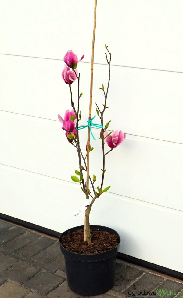 MAGNOLIA AMETHYST FLAME