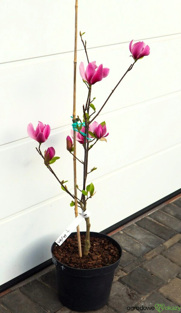 MAGNOLIA AMETHYST FLAME