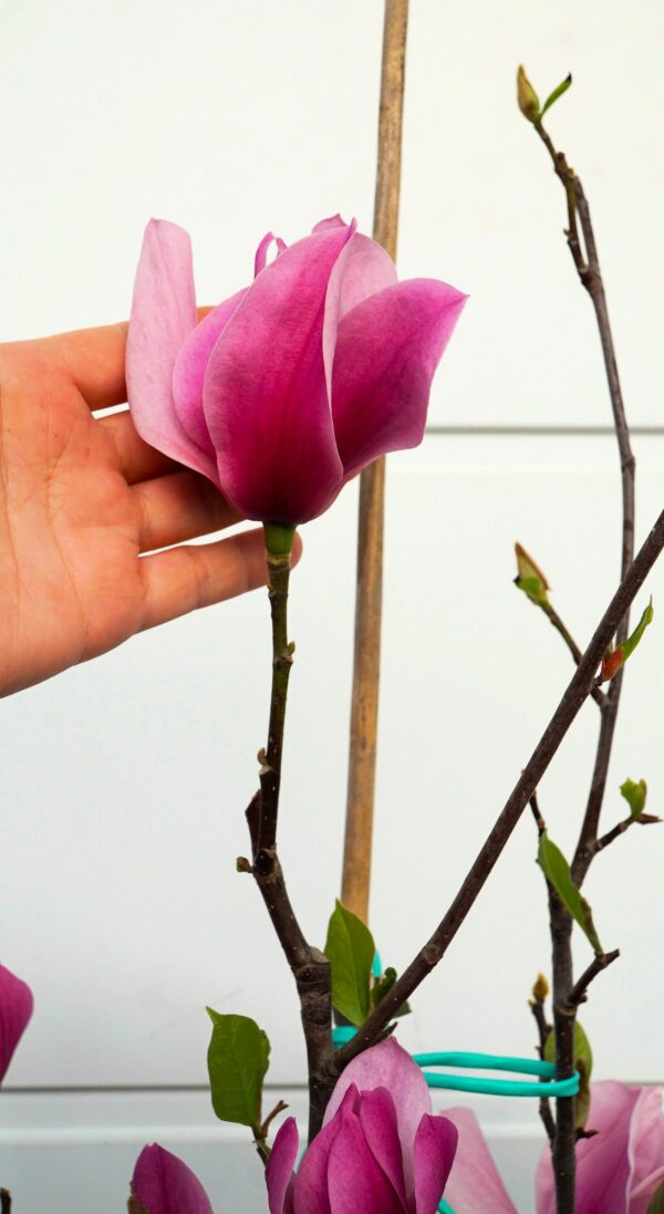 MAGNOLIA AMETHYST FLAME