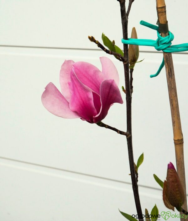 MAGNOLIA AMETHYST FLAME
