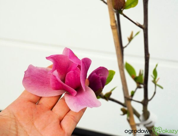 MAGNOLIA AMETHYST FLAME