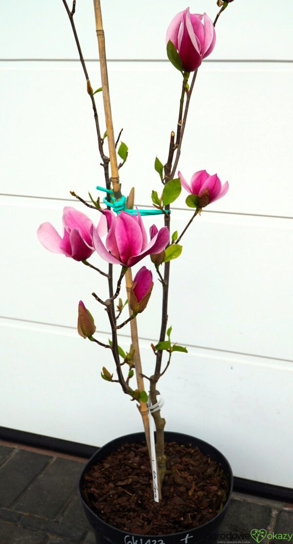 MAGNOLIA AMETHYST FLAME