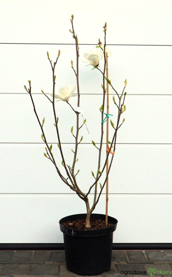 MAGNOLIA LENNEI ALBA Magnolia ×soulangeana