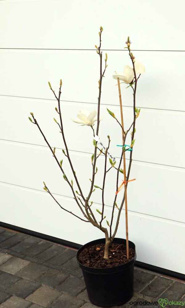 MAGNOLIA LENNEI ALBA Magnolia ×soulangeana
