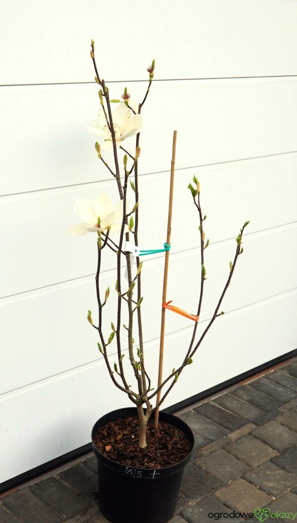 MAGNOLIA LENNEI ALBA Magnolia ×soulangeana