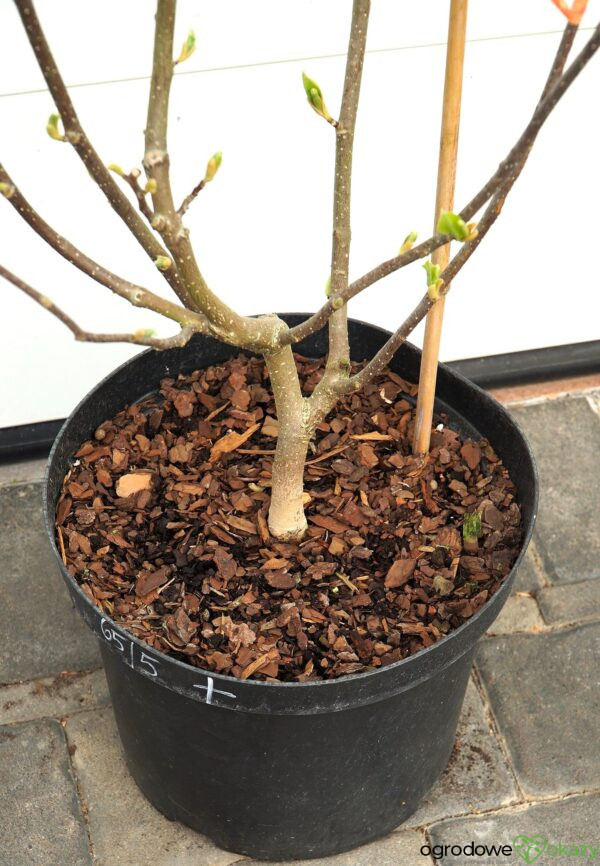 MAGNOLIA LENNEI ALBA Magnolia ×soulangeana