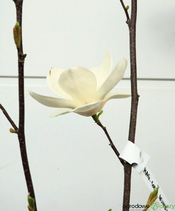 MAGNOLIA LENNEI ALBA Magnolia ×soulangeana