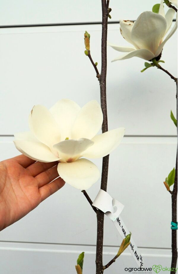 MAGNOLIA LENNEI ALBA Magnolia ×soulangeana