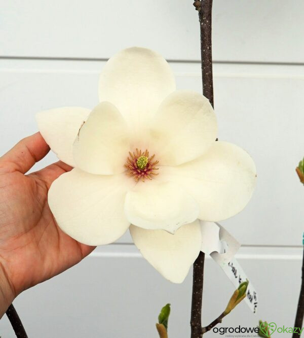 MAGNOLIA LENNEI ALBA Magnolia ×soulangeana