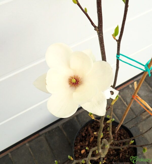 MAGNOLIA LENNEI ALBA Magnolia ×soulangeana
