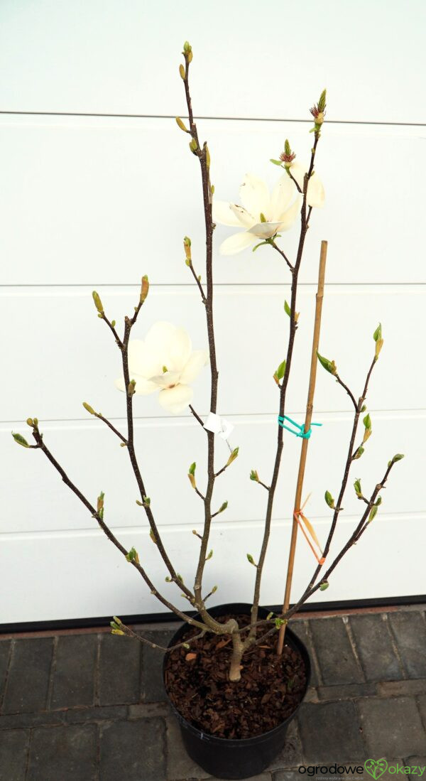MAGNOLIA LENNEI ALBA Magnolia ×soulangeana