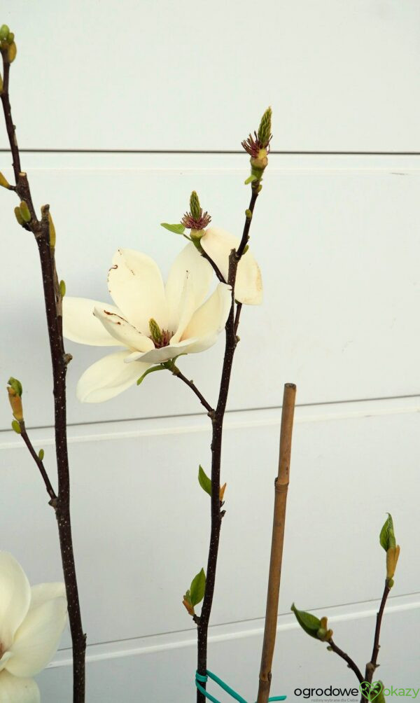 MAGNOLIA LENNEI ALBA Magnolia ×soulangeana