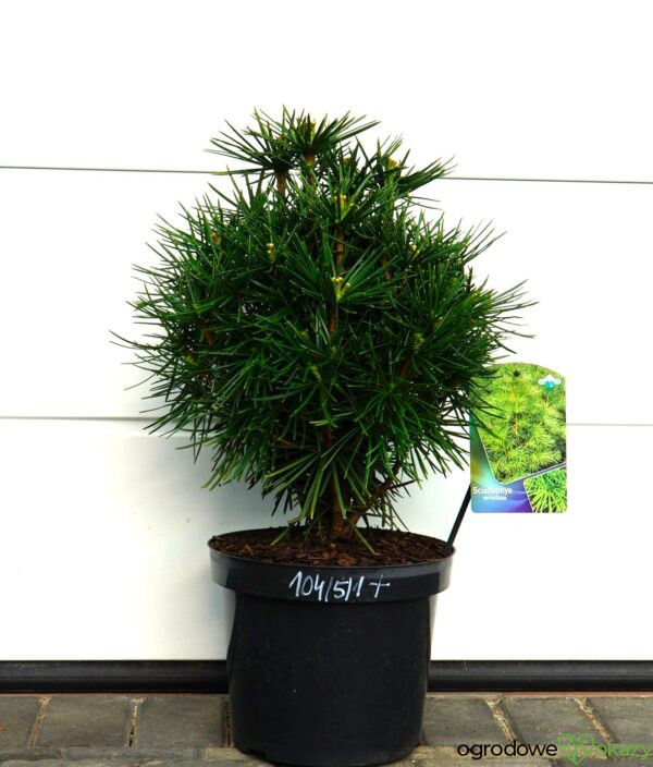 SOŚNICA JAPOŃSKA Sciadopitys verticillata