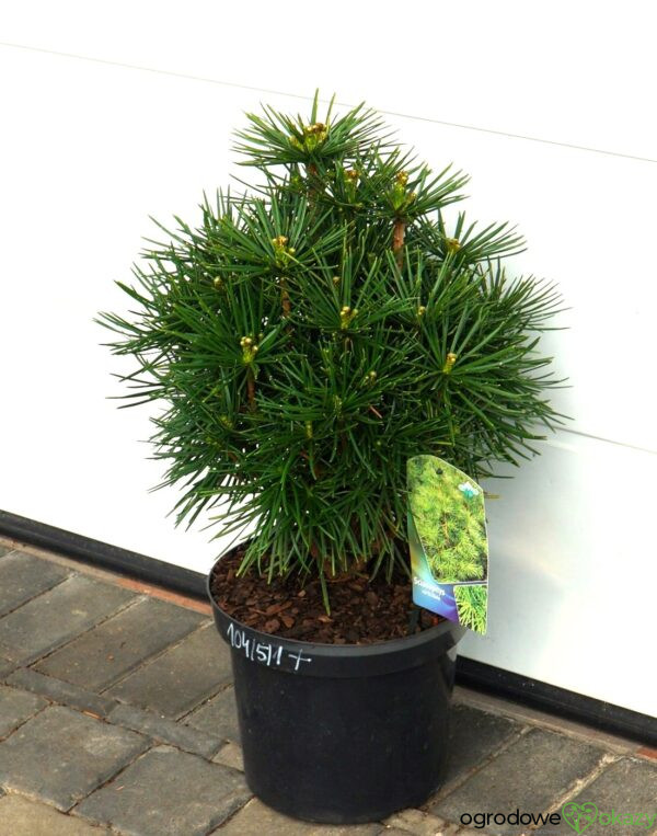 SOŚNICA JAPOŃSKA Sciadopitys verticillata