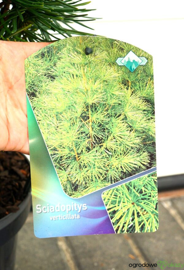 SOŚNICA JAPOŃSKA Sciadopitys verticillata