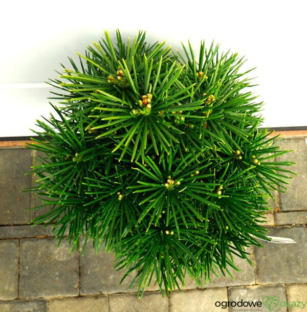 SOŚNICA JAPOŃSKA Sciadopitys verticillata