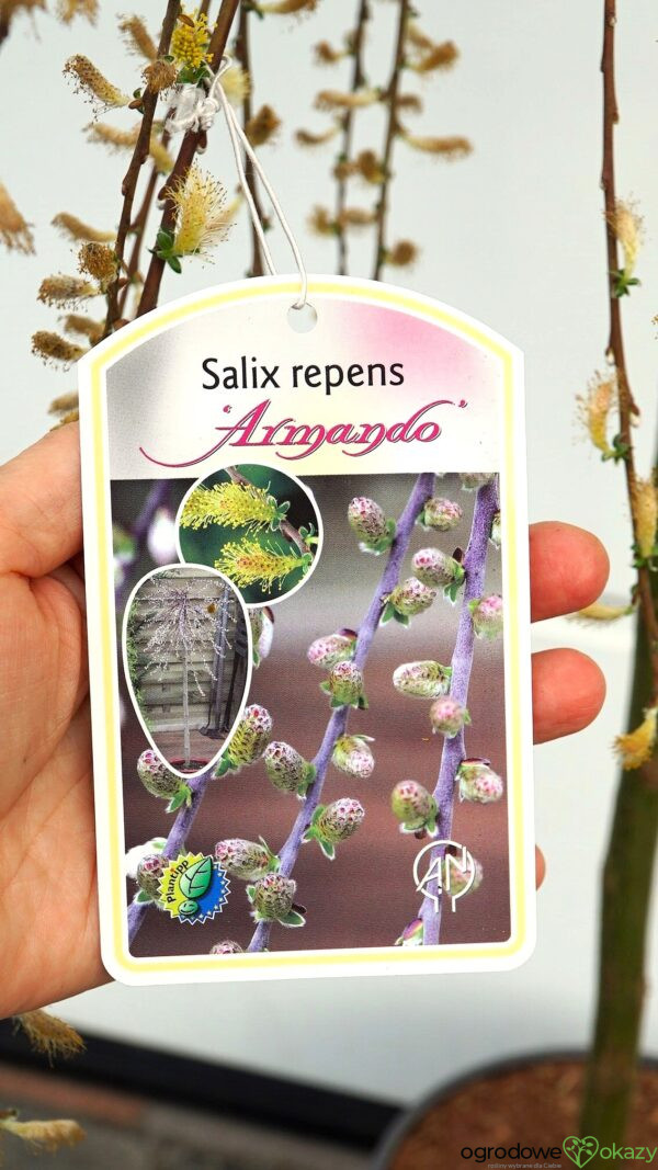 WIERZBA PŁOŻĄCA ARMANDO PBR Salix repens