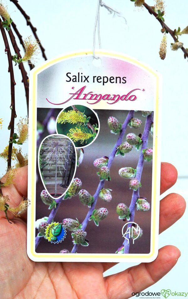 WIERZBA PŁOŻĄCA ARMANDO PBR Salix repens