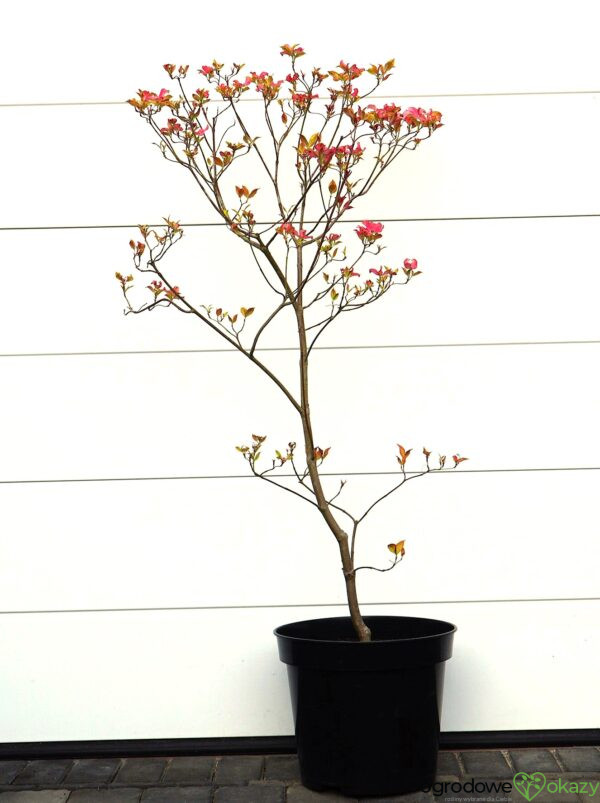DEREŃ KWIECISTY CHEROKEE SUNSET Cornus florida