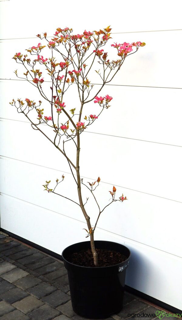 DEREŃ KWIECISTY CHEROKEE SUNSET Cornus florida