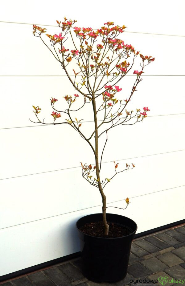 DEREŃ KWIECISTY CHEROKEE SUNSET Cornus florida
