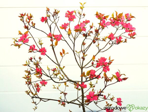 DEREŃ KWIECISTY CHEROKEE SUNSET Cornus florida