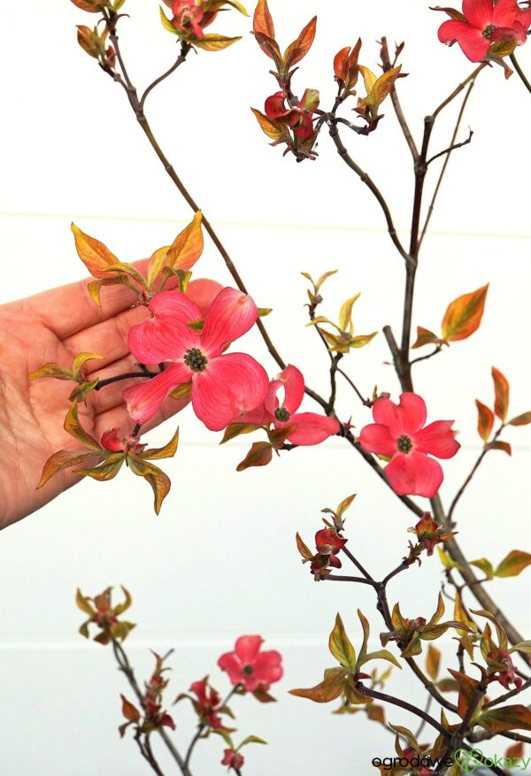 DEREŃ KWIECISTY CHEROKEE SUNSET Cornus florida